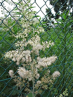 <i>Macleaya cordata</i> Species of plant