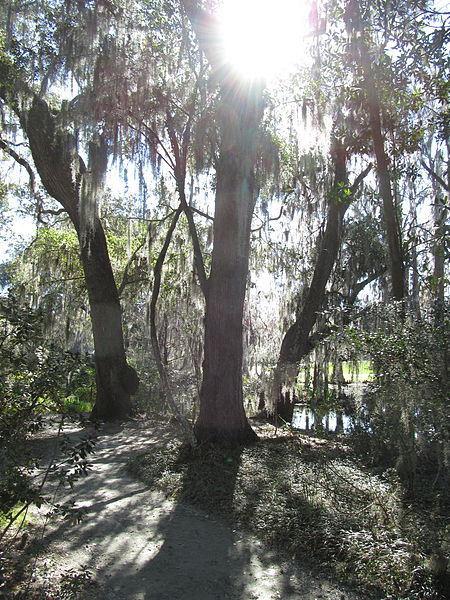 File:Magnolia Plantation and Gardens - Charleston, South Carolina (8555479655).jpg