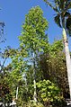 美國佛羅里達州那不勒斯植物園（英語：Naples Botanical Garden）的標本