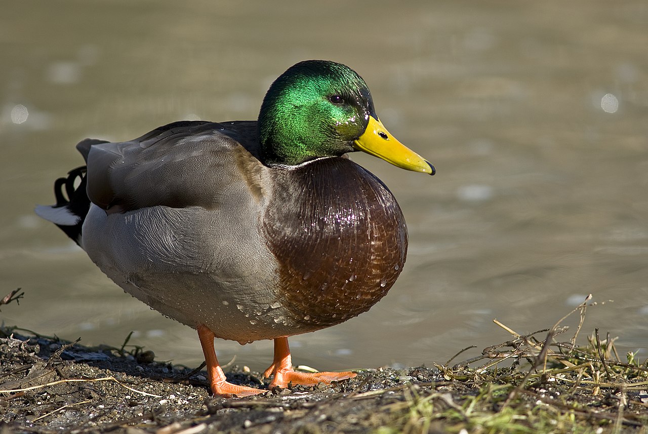 mallard duck