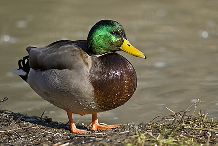 ไฟล์:Male mallard duck 2.jpg