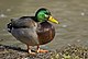 Male mallard duck 2.jpg