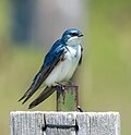 Thumbnail for File:Male tree swallow on a nestbox (93768).jpg