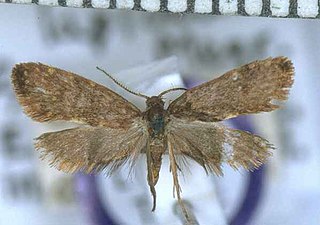 <span class="mw-page-title-main">Mallobathra lapidosa</span> Species of moth