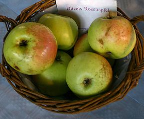 Malus-Ditzels-Rosenapfel.jpg