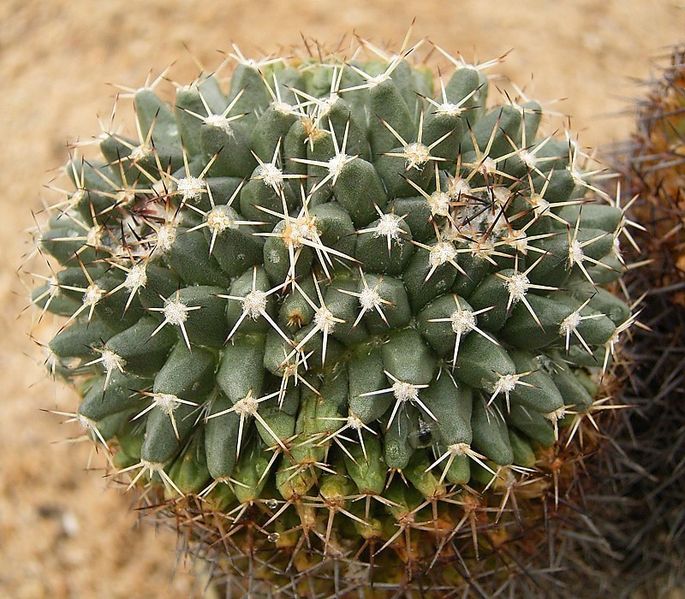 File:Mammillaria karwinskiana karwinskiana 02 ies.jpg