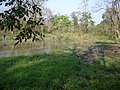 Manas Wildlife Sanctuary-110514.jpg