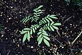 * Nomination Marattia salicina, young whole plant, in the tropical glasshouse of Jardin des Plantes of Paris --Jebulon 23:18, 11 September 2010 (UTC) * Promotion Good. --Cayambe 20:35, 15 September 2010 (UTC)