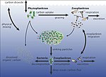 Thumbnail for Marine microorganisms