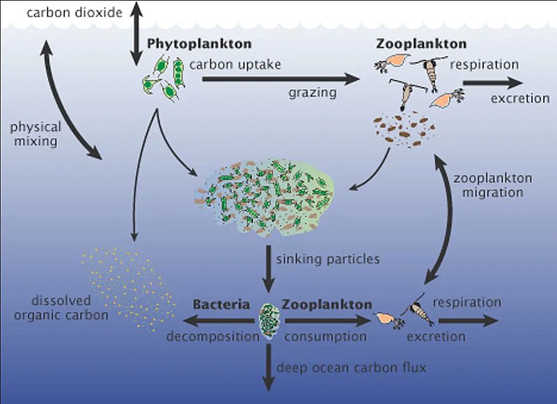File:Marine carbon cycle.jpg
