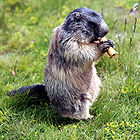 Marmota marmota 05.jpg