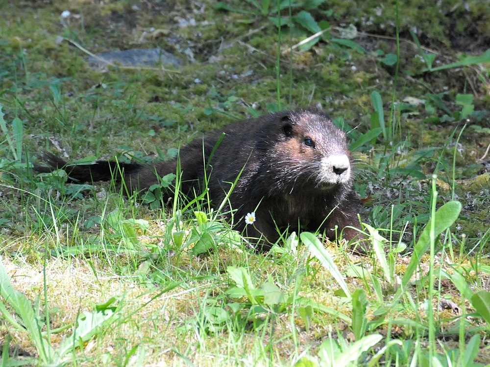 The average litter size of a Vancouver Island marmot is 3
