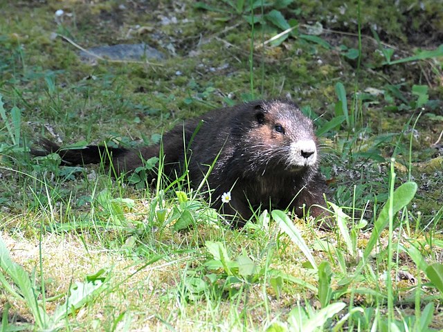 Vancouver Island marmot