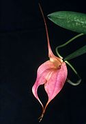 Masdevallia × splendida