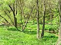 Čeština: Potok Mastník u Křenovic (Vojkov) English: Mastník Creek by Křenovice, part of Vojkov village, Czech Republic