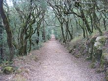 Bosque en Buçaco, Luso, cerca de Coímbra