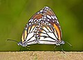 * Nomination Mating pair of Danaus melanippus (Cramer, 1777) - White Tiger --Sandipoutsider 00:54, 8 March 2024 (UTC) * Decline  Oppose heavy CAs on the left butterflie --Grunpfnul 11:56, 14 March 2024 (UTC)