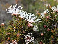 Melaleuca haplantha