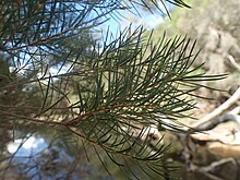 Melaleuca trichostachya foliage.jpg