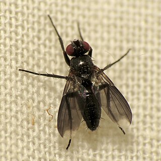 <i>Melanophora</i> Genus of flies
