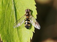 Meligramma triangulifera.jpg