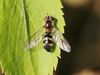 <i>Meligramma triangulifera</i> Species of fly