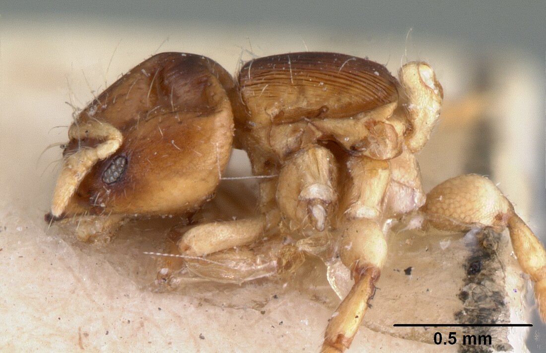 Melissotarsus emeryi