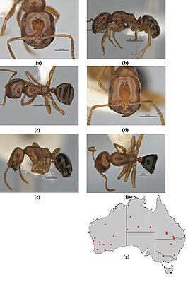 Melophorus potteri