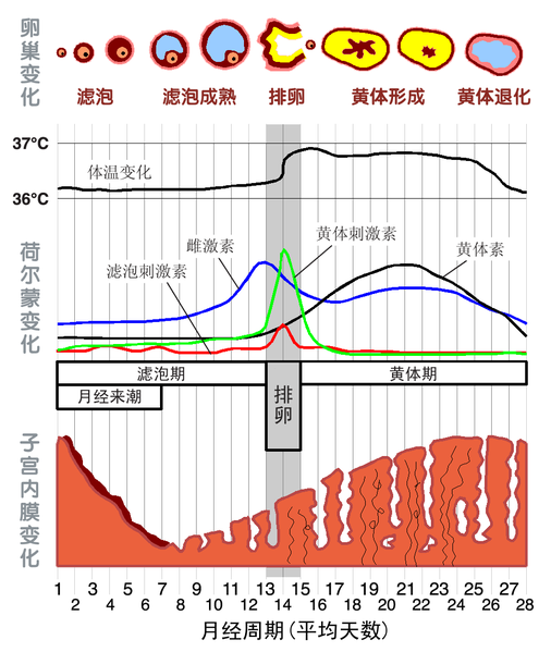 File:MenstrualCycle zh hans.png