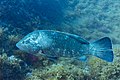 * Nomination Dusky grouper (Epinephelus marginatus), Cabo de Palos, Spain --Poco a poco 14:09, 14 June 2023 (UTC) * Promotion  Support Good quality. --Ermell 20:43, 14 June 2023 (UTC)