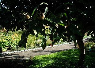 Frugterne hos Mispel ligner kæmpestore tjørnebær.