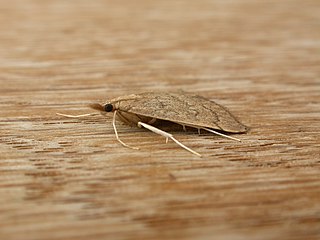 <i>Metasia dicealis</i> Species of moth