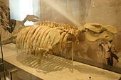 Mounted fossilized skeleton of the Miocene-Pleistocene manatee relative Metaxytherium Metaxytherium floridanum.jpg