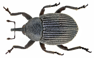 <i>Miarus campanulae</i> Species of beetle