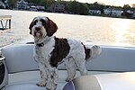 Thumbnail for File:Mikki in our boat.jpg