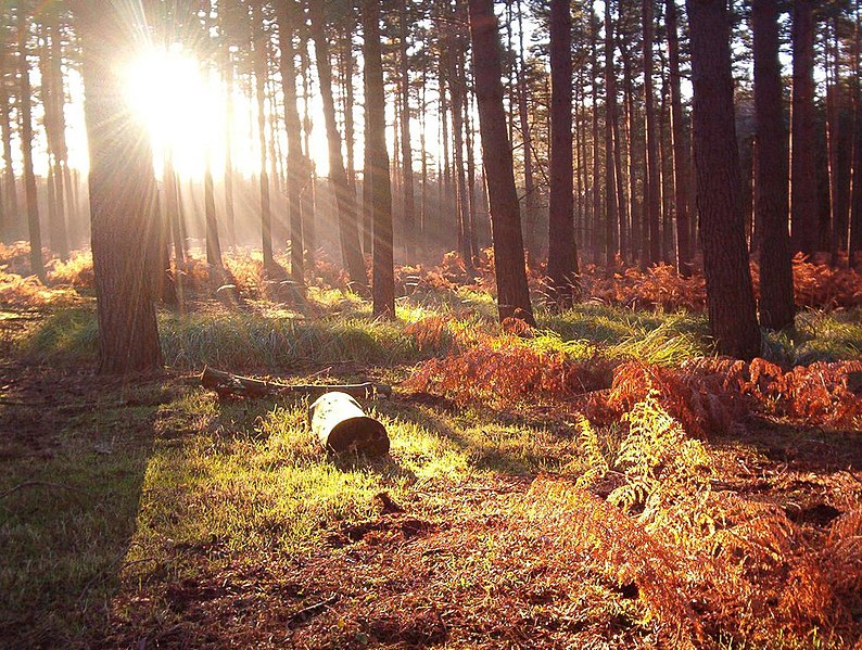 File:Millbrook Warren Sunrise - geograph.org.uk - 16849.jpg