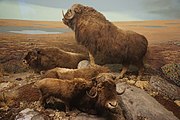 The Brief Tundra Summer: Musk Oxen