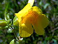 Gele maskerbloem