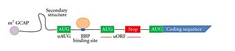 Model of mRNA.jpg