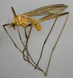 <i>Molophilus flavus</i> Species of fly