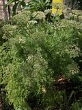 Vignette pour Daucus edulis