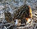 Morchella dunalii