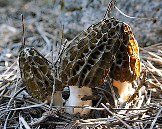 <i>Morchella dunalii</i> Species of fungus