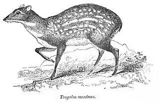 <i>Moschiola</i> Genus of mammals
