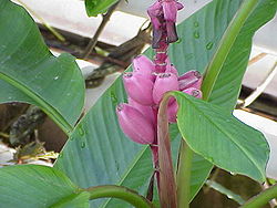 Musa velutina