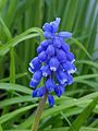 Fürtös gyöngyike (Muscari neglectum)