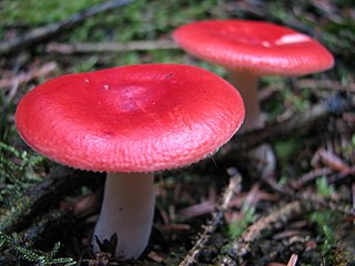 <i>Russula</i> genus of fungi