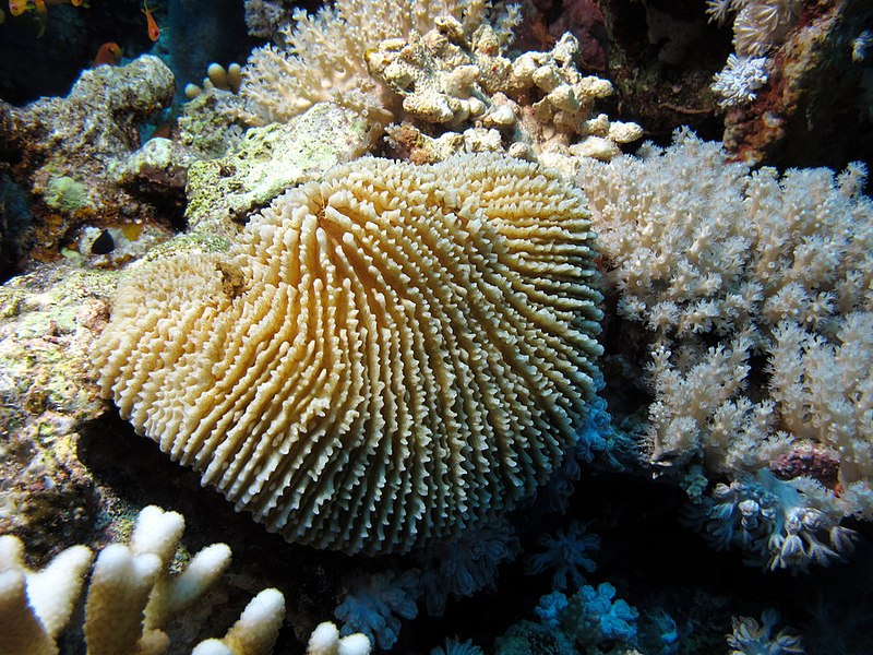 File:Mushroom coral (6163170097).jpg