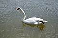 * Nomination Mute swan (Cygnus olor) drinking.--Peulle 00:22, 9 July 2018 (UTC) * Promotion Good quality --Llez 06:26, 9 July 2018 (UTC)