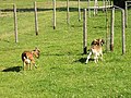 Black Forest goat (= forest goat, Breisgau goat) [6]